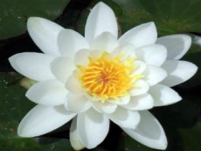 Reiki Reiki