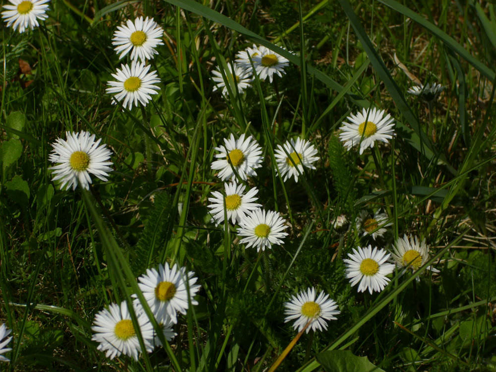 Homöopathie bei Infekten